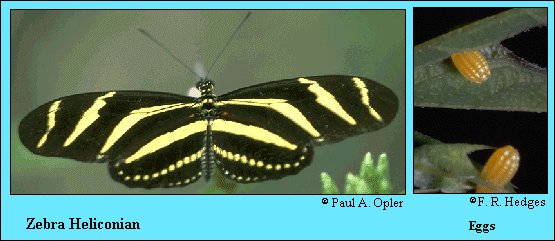 JPG -- species photo